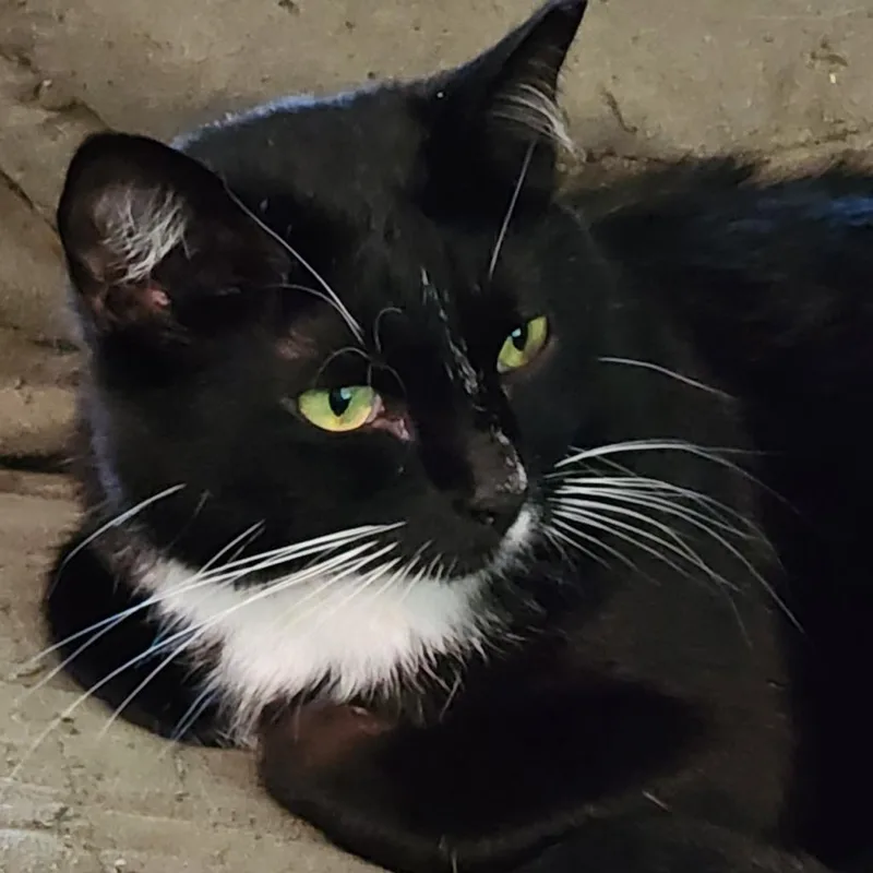 Veronica thumbnail 3