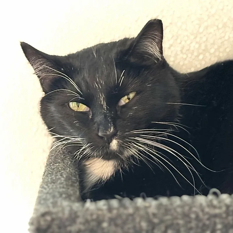 Veronica thumbnail 4