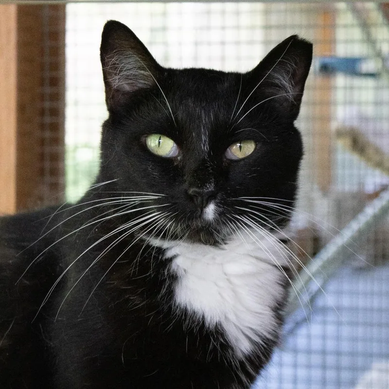 Veronica thumbnail 6