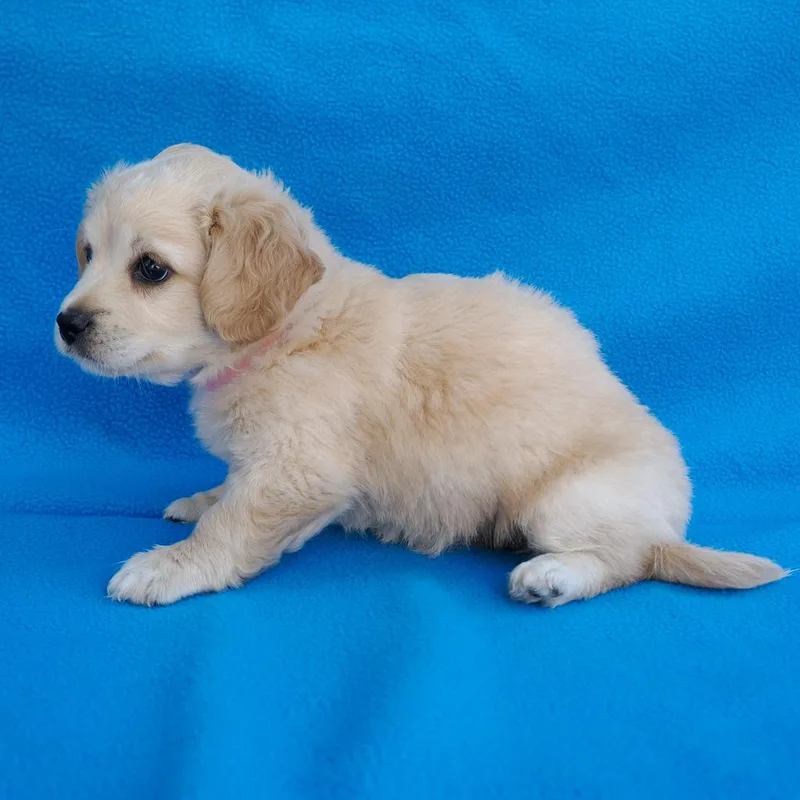 A baby small-sized female Yellow / Tan / Blond / Fawn Pomeranian dog named Presley for adoption in Point Richmond, CA