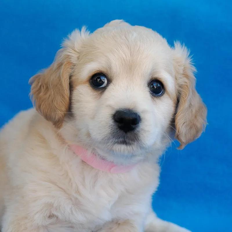 Presley thumbnail 3