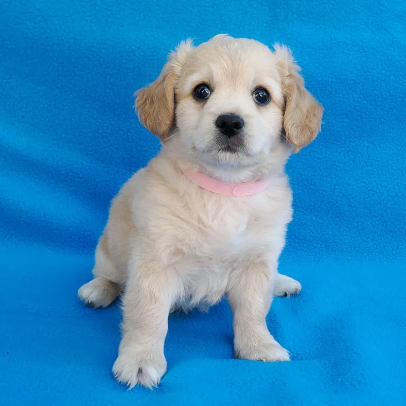 Presley thumbnail 5