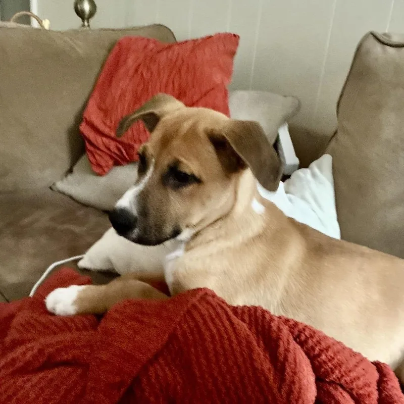 A baby medium-sized female Tricolor (Brown, Black, & White) Beagle dog named Magpie for adoption in Cordova, TN