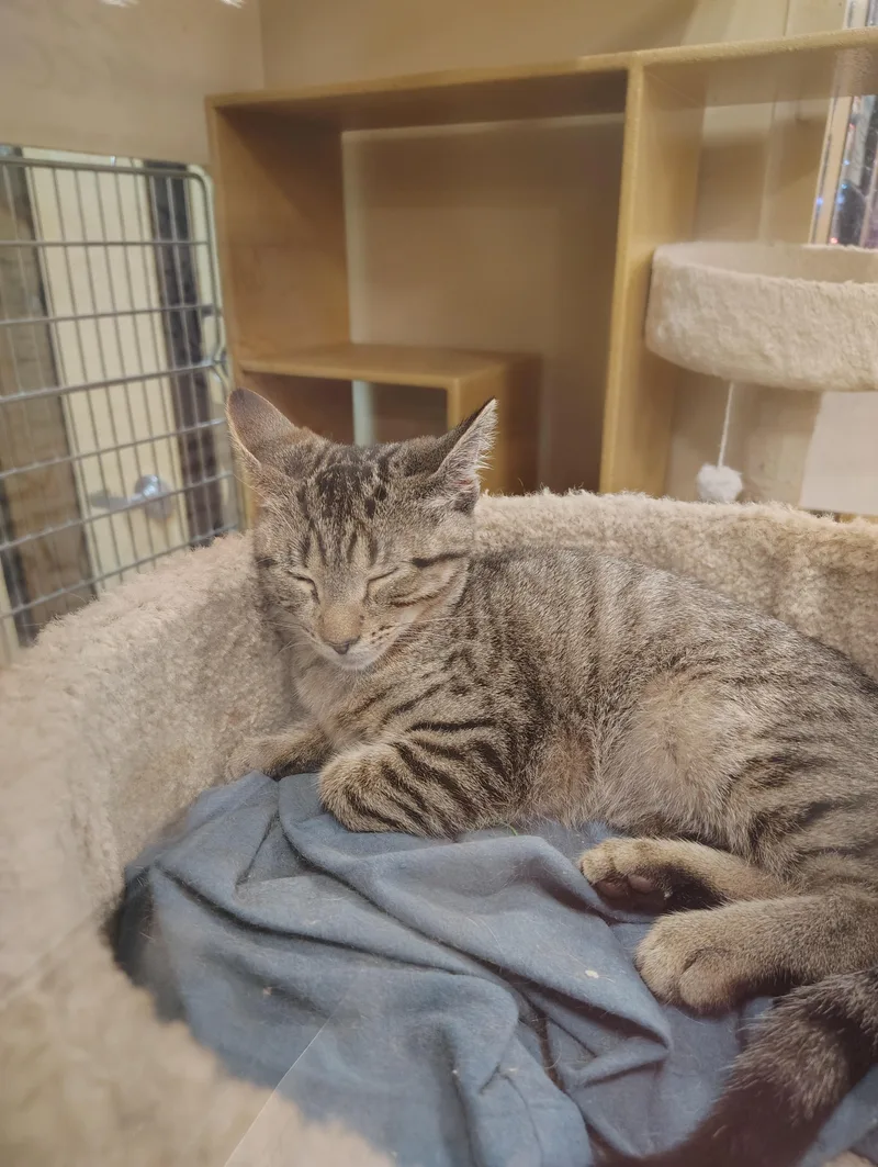 A young medium-sized female Domestic Short Hair cat named Vivaldi for adoption in Waterford, CT