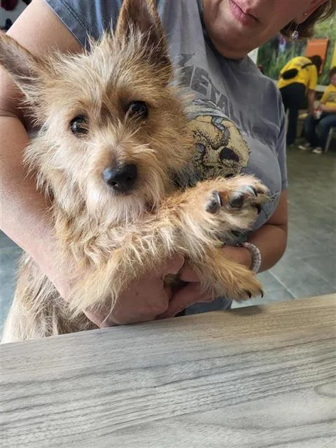 An adult small-sized male Terrier dog named Pablo for adoption in San Antonio, TX