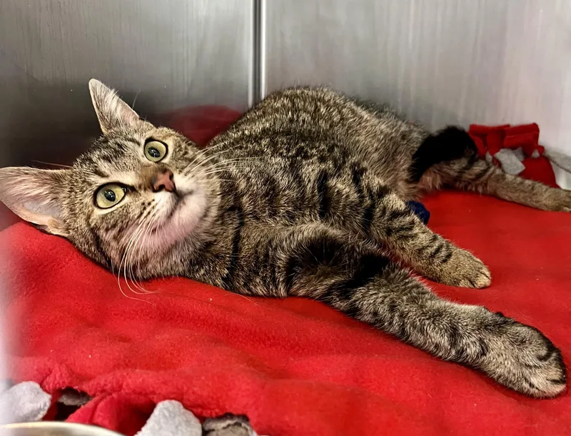 An adult medium-sized female Tabby (Brown / Chocolate) Domestic Short Hair cat named Contsanze for adoption in Seville, OH