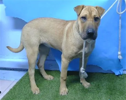 A young large-sized male Shar-Pei dog named A for adoption in Gardena, CA