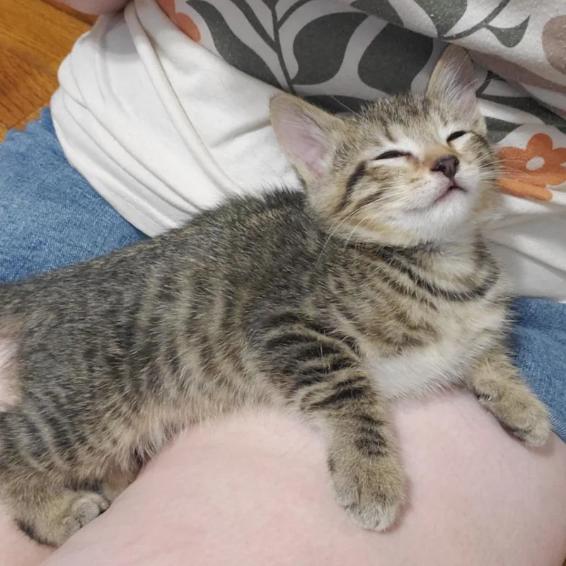 A baby small-sized male Brown / Chocolate Domestic Short Hair cat named Pickles for adoption in Granville, OH