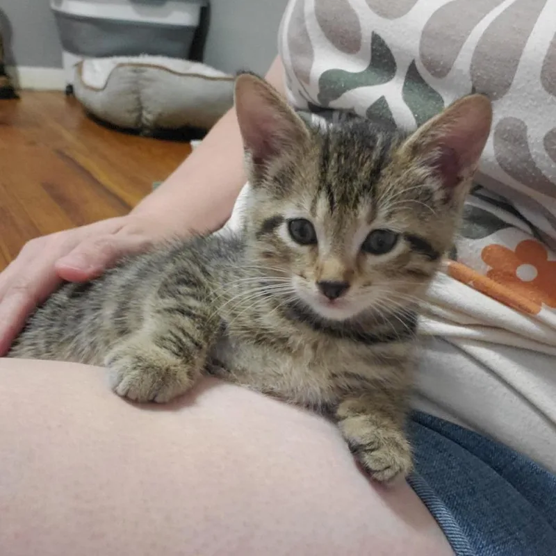 Pickles thumbnail 2