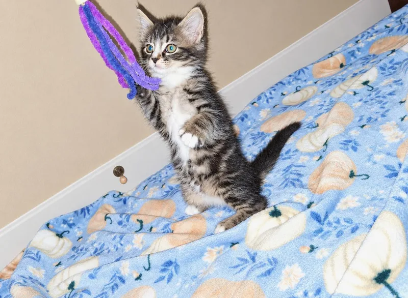 A baby medium-sized female Tabby (Brown / Chocolate) Domestic Short Hair cat named Mabel for adoption in Johnson City, TN