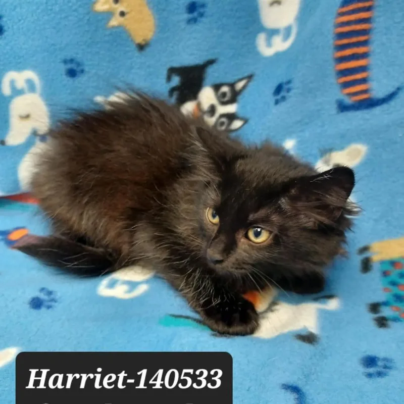 A baby small-sized female Domestic Short Hair cat named Harriet for adoption in New Tazewell, TN