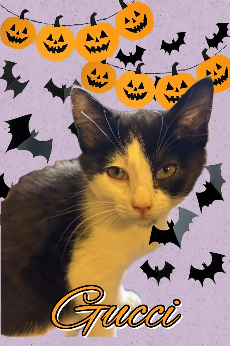 A baby medium-sized male Black & White / Tuxedo Domestic Short Hair cat named Gucci for adoption in Pasco, WA