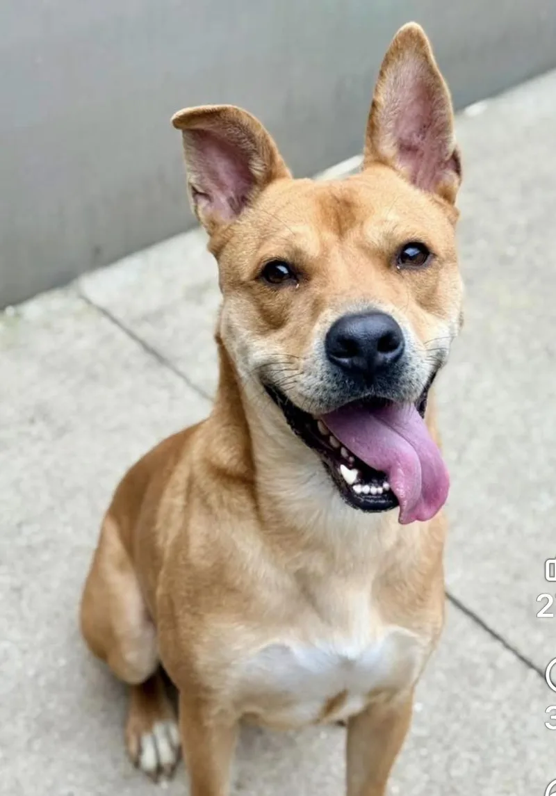 An adult medium-sized male Brown / Chocolate Labrador Retriever dog named Oroblanco for adoption in Chicago, IL
