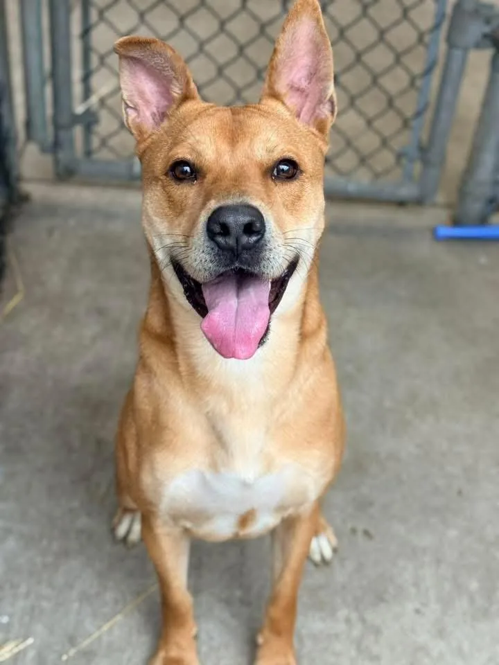 Oroblanco thumbnail 2