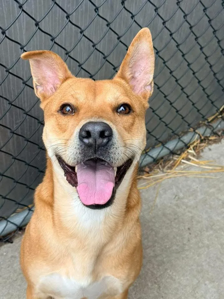 Oroblanco thumbnail 3