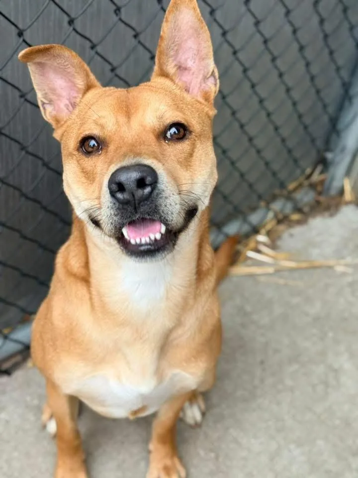 Oroblanco thumbnail 4