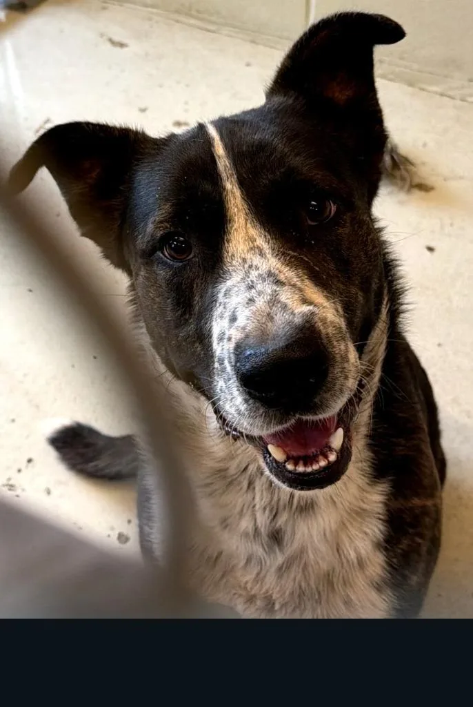 A young large-sized male Shepherd dog named Bowser for adoption in Quincy, CA