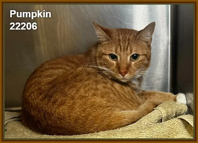 Pumpkin