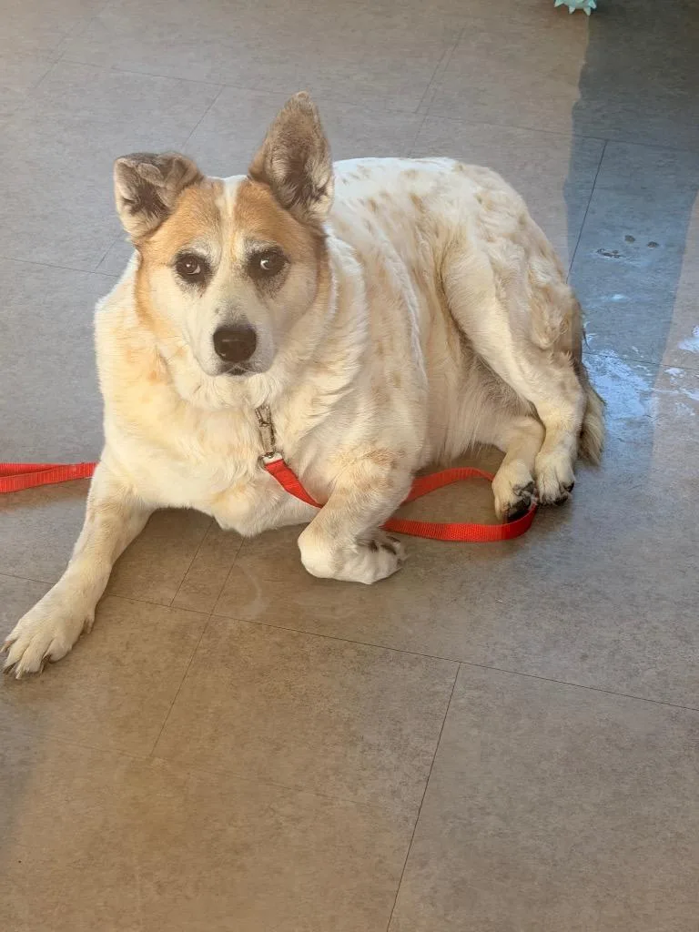 A senior large-sized female Australian Shepherd dog named Izzy for adoption in Bossier City, LA