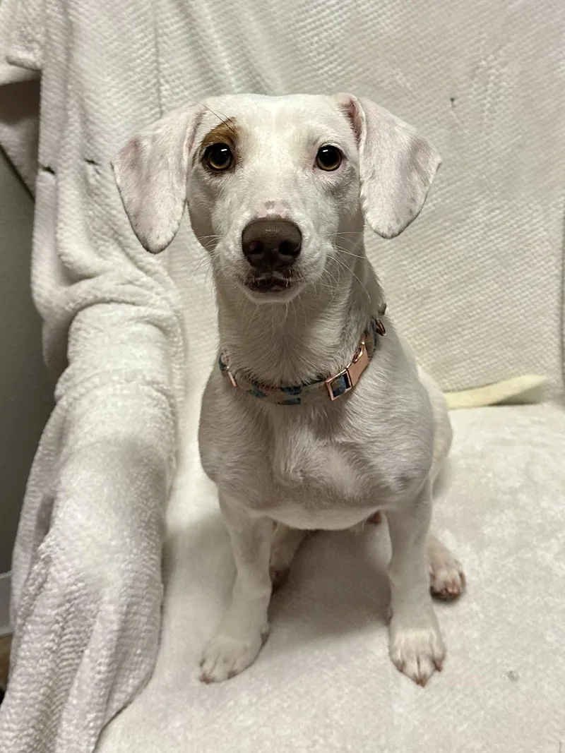 Heidi