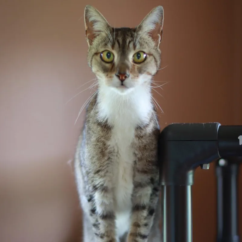 A senior medium-sized female Brown / Chocolate Domestic Short Hair cat named Goku for adoption in Priest River, ID