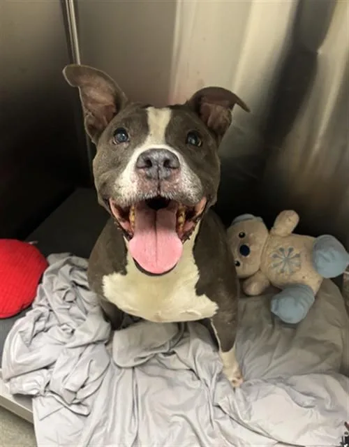 A young large-sized female Terrier dog named Balooina for adoption in Miami, FL