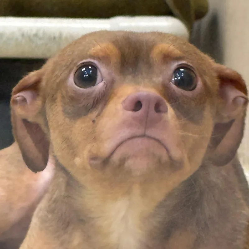 A young small-sized male Yellow / Tan / Blond / Fawn Chihuahua dog named Kai for adoption in Perkiomenville, PA