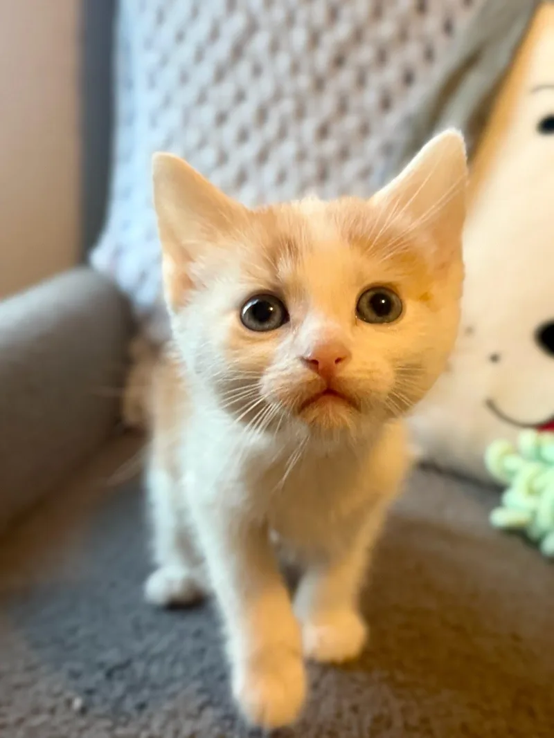 A baby small-sized male Domestic Short Hair cat named Mango for adoption in Knoxville, TN