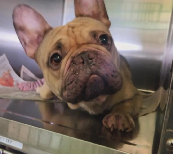 An adult small-sized male French Bulldog dog named A for adoption in Los Angeles, CA