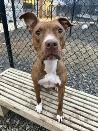 Gingersnap thumbnail 3