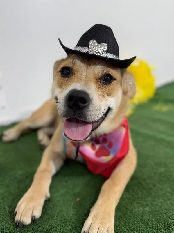 A young medium-sized female Brown / Chocolate Carolina Dog dog named Matilda for adoption in Carlsbad, CA