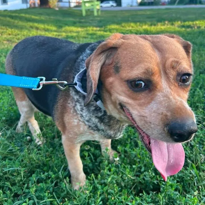 A senior medium-sized female Black Mixed Breed dog named Betty Spaghetti for adoption in Fredericksburg, VA