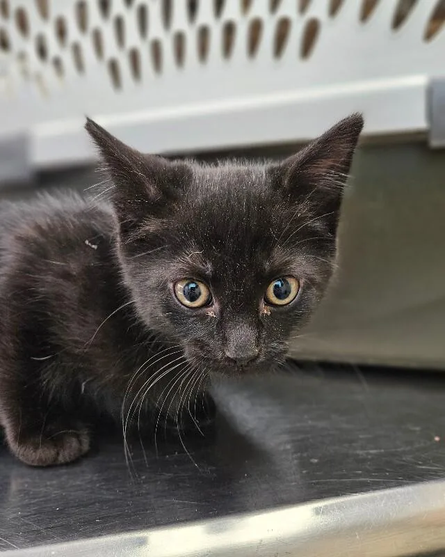A young medium-sized female Black Domestic Short Hair cat named Thumbs for adoption in Disputanta, VA