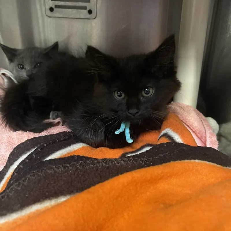 A baby small-sized female Black Domestic Long Hair cat named Bear for adoption in Mentor, OH