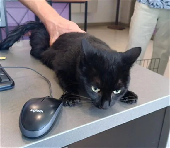 A young medium-sized male Domestic Short Hair cat named Cosmo for adoption in Huntsville, AL