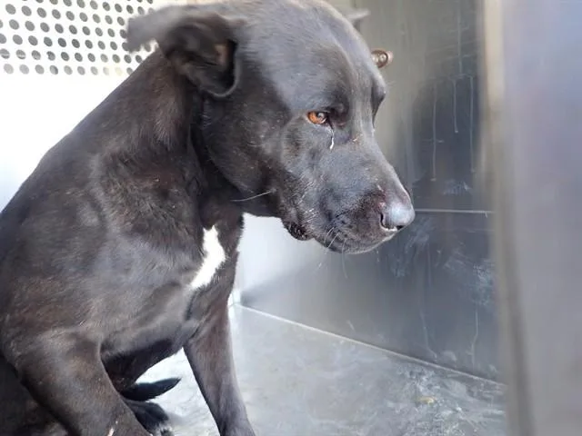 An adult large-sized male Pit Bull Terrier dog named Latte for adoption in Tucson, AZ