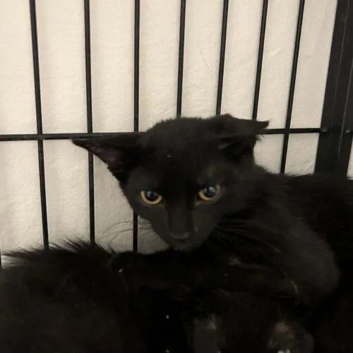 A baby small-sized female Black Domestic Short Hair cat named Jade for adoption in Burlington, IA