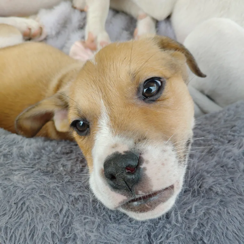 A baby medium-sized female Tricolor (Brown, Black, & White) Mixed Breed dog named Ella for adoption in Bellflower, CA