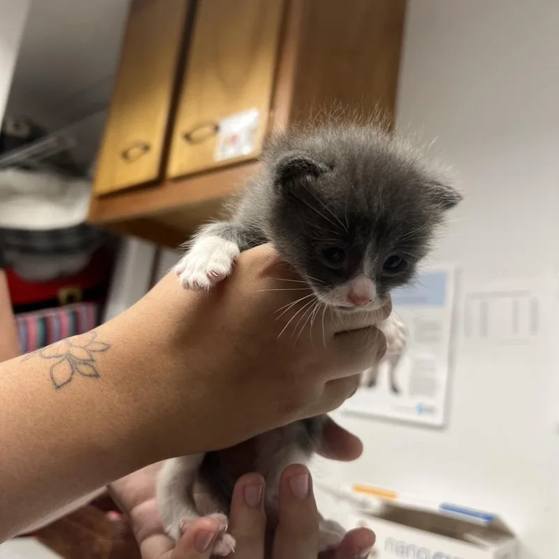 A baby small-sized male Gray / Blue / Silver Domestic Short Hair cat named Francias for adoption in Edwardsville, IL