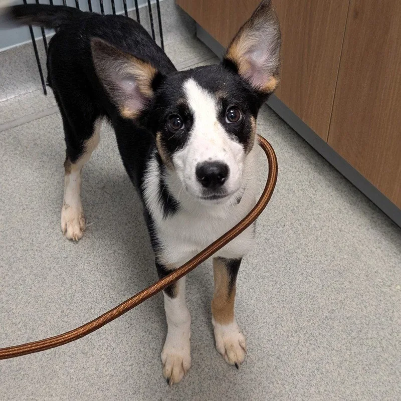 A young medium-sized female Mixed Breed dog named Margaret for adoption in New Castle, DE
