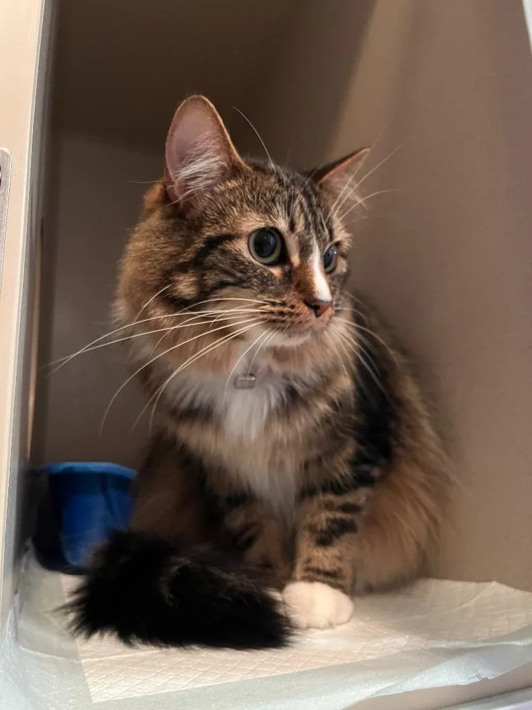 A young small-sized female Domestic Long Hair cat named Bon Bon for adoption in Los Angeles, CA