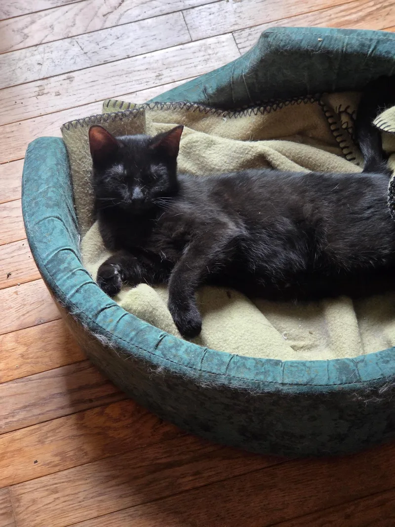 A baby medium-sized male Domestic Short Hair cat named Pepper for adoption in Jeffersonville, IN