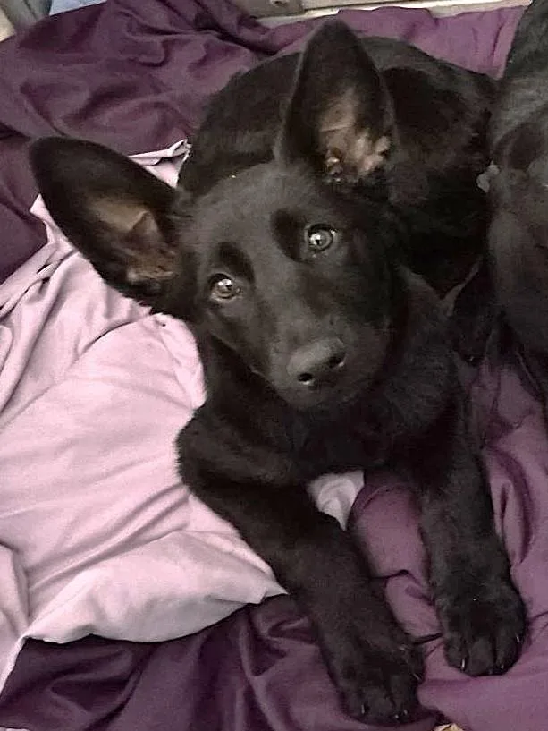 A baby medium-sized female German Shepherd Dog dog named Morgana for adoption in Houston, TX