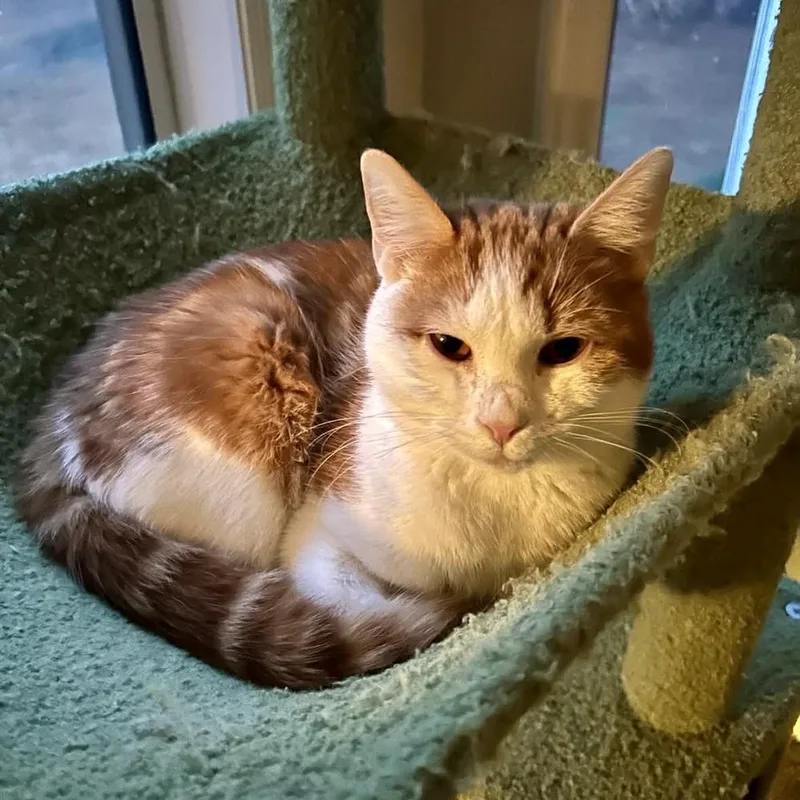 Jelly Puff thumbnail 3