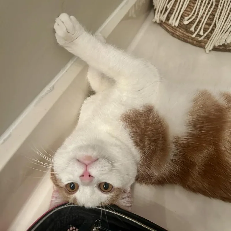 Jelly Puff thumbnail 5