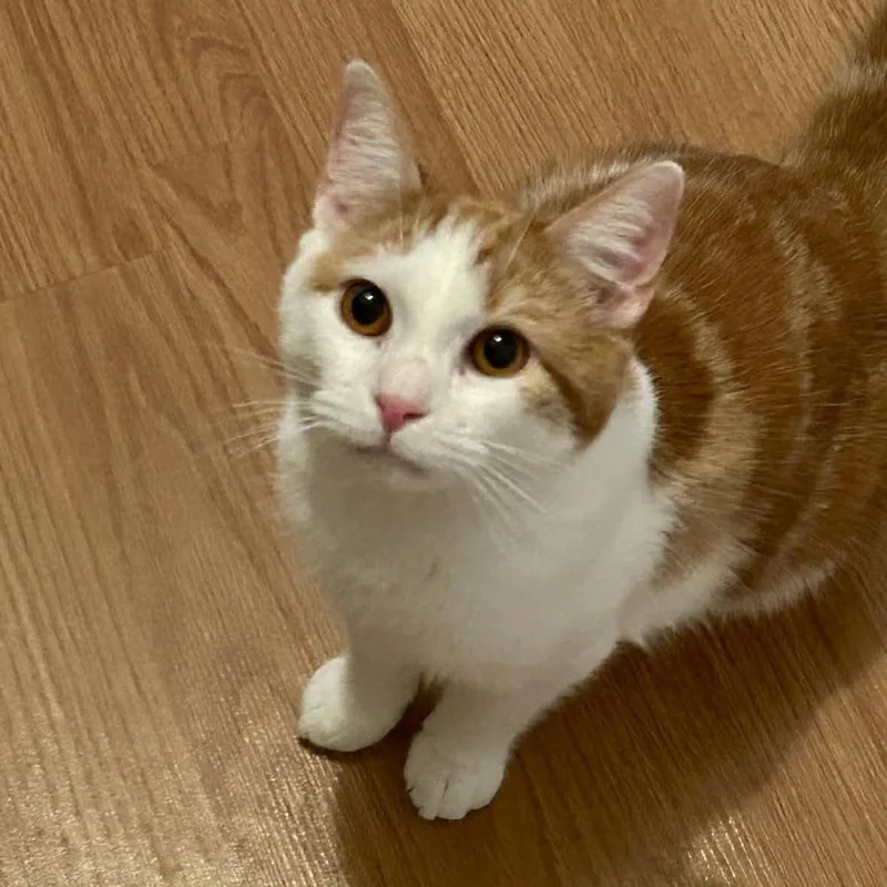 Jelly Puff thumbnail 6