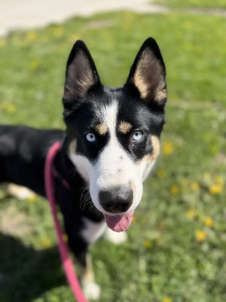 A young medium-sized female Tricolor (Brown, Black, & White) Husky dog named Candy for adoption in Fremont, NE