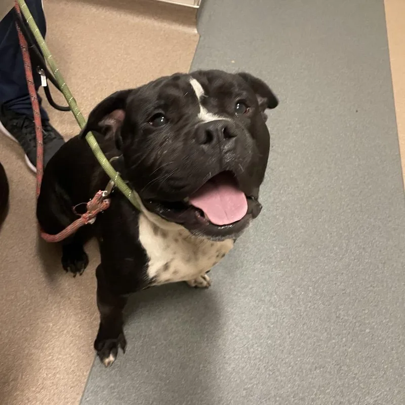 A young large-sized male Black English Bulldog dog named Mufasa for adoption in Chicago, IL