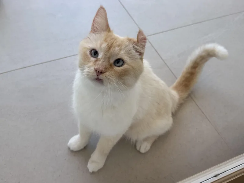 An adult medium-sized male Flame Point Siamese cat named Casper for adoption in Evanston, IL