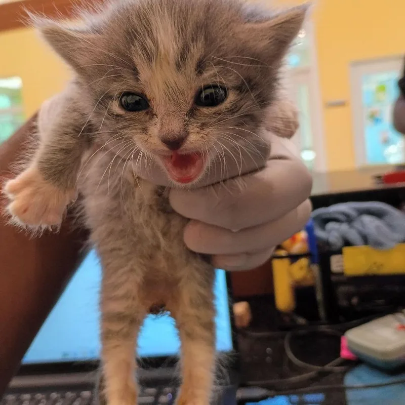 A baby small-sized male Gray / Blue / Silver Domestic Short Hair cat named Tacobob for adoption in Lynchburg, VA